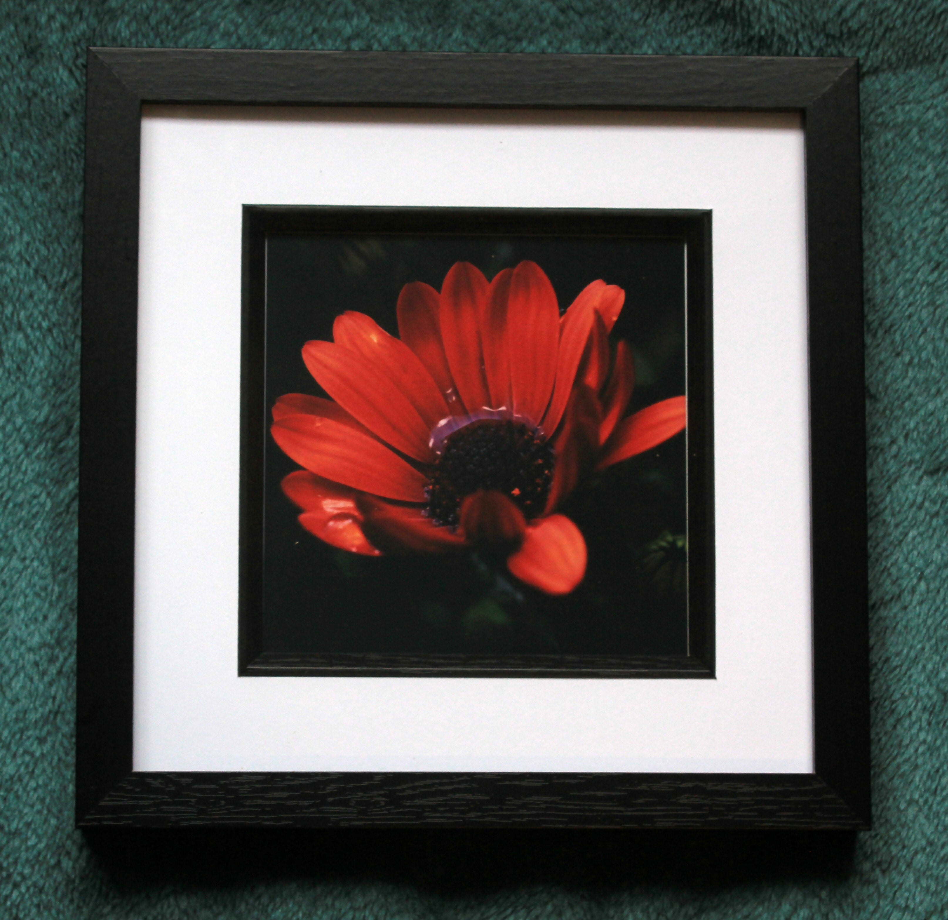 Crimson Serenity – 6x6, A4 and A3 Print