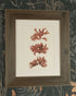 Real Pressed Seaweed Framed Art