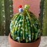 DIY Beaded Ball Cactus Kit with Terracotta Pot