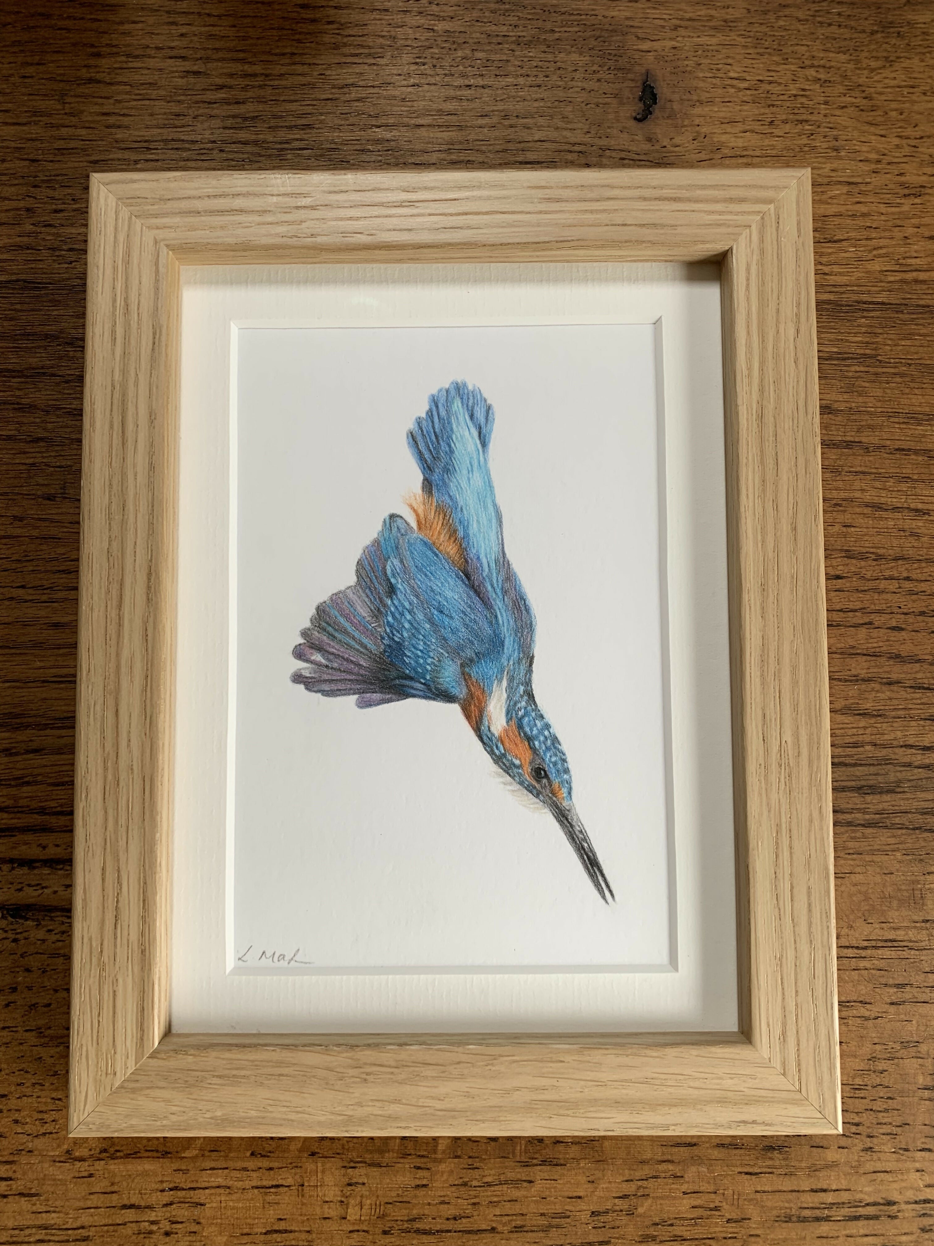 Fine Art Print of a Coloured Pencil Drawing of a Kingfisher diving. Framed.