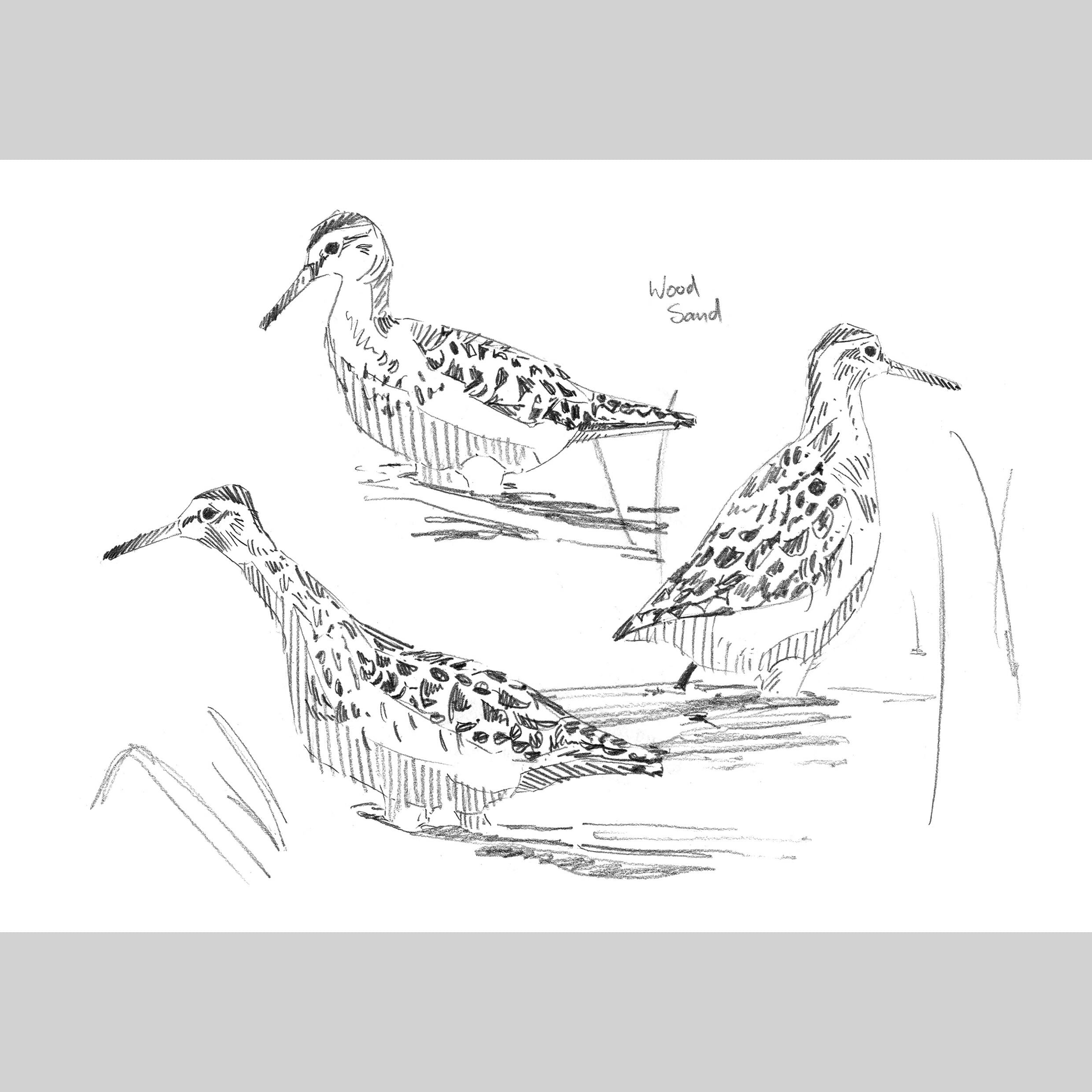 Wood Sandpiper Sketches - A5 Print