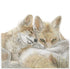 Makin_Lisa_Fox-Mother and cub_framed