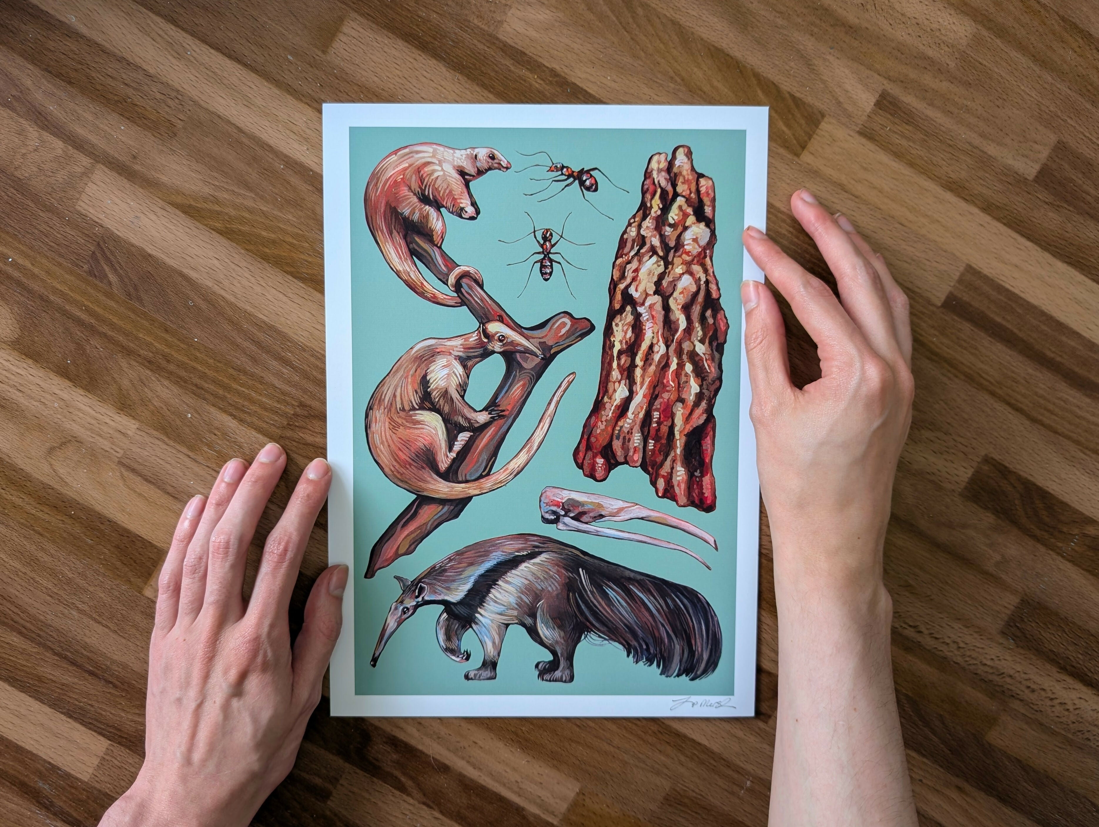 Anteater Species Illustration, A4 Print