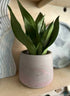 13cm Curve Pot & Plant
