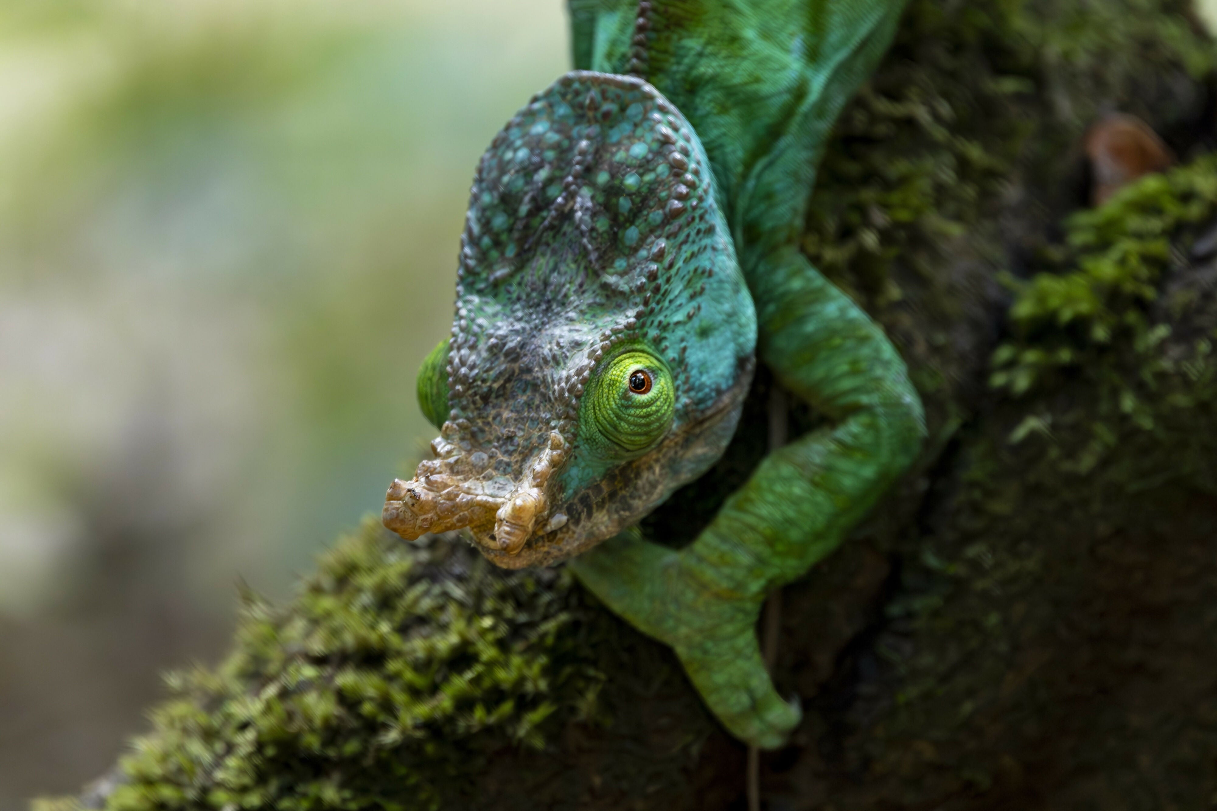 He Nose - Photograph