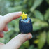 Handmade Polymer Clay Frog Blind Box