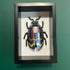 3D Blue & Orange Paper Beetle In A Deep Black Box Frame