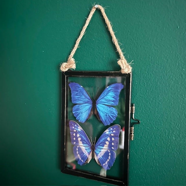 Two Stunning Blue Faux Paper Morpho Butterflies In An Antique Inspired Frame