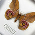 Madagascan Bullseye Moth (Antherina suraka) Handmade Box Frame