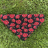 Red and Black Poppy Dog Bandana