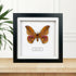 Madagascan Bullseye Moth (Antherina suraka) Handmade Box Frame