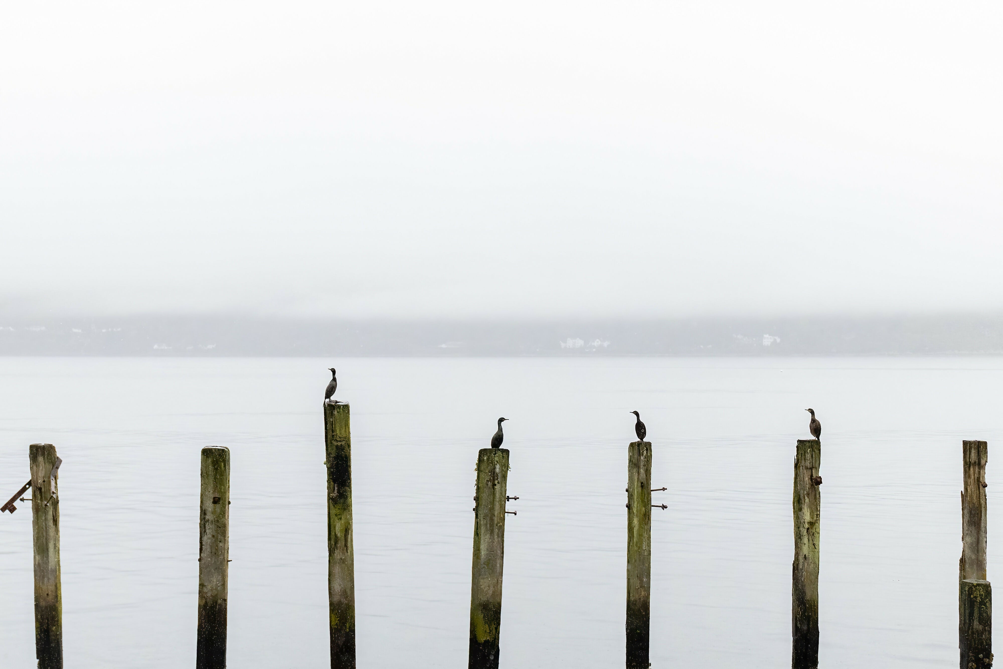 Bird Post Test Print A5
