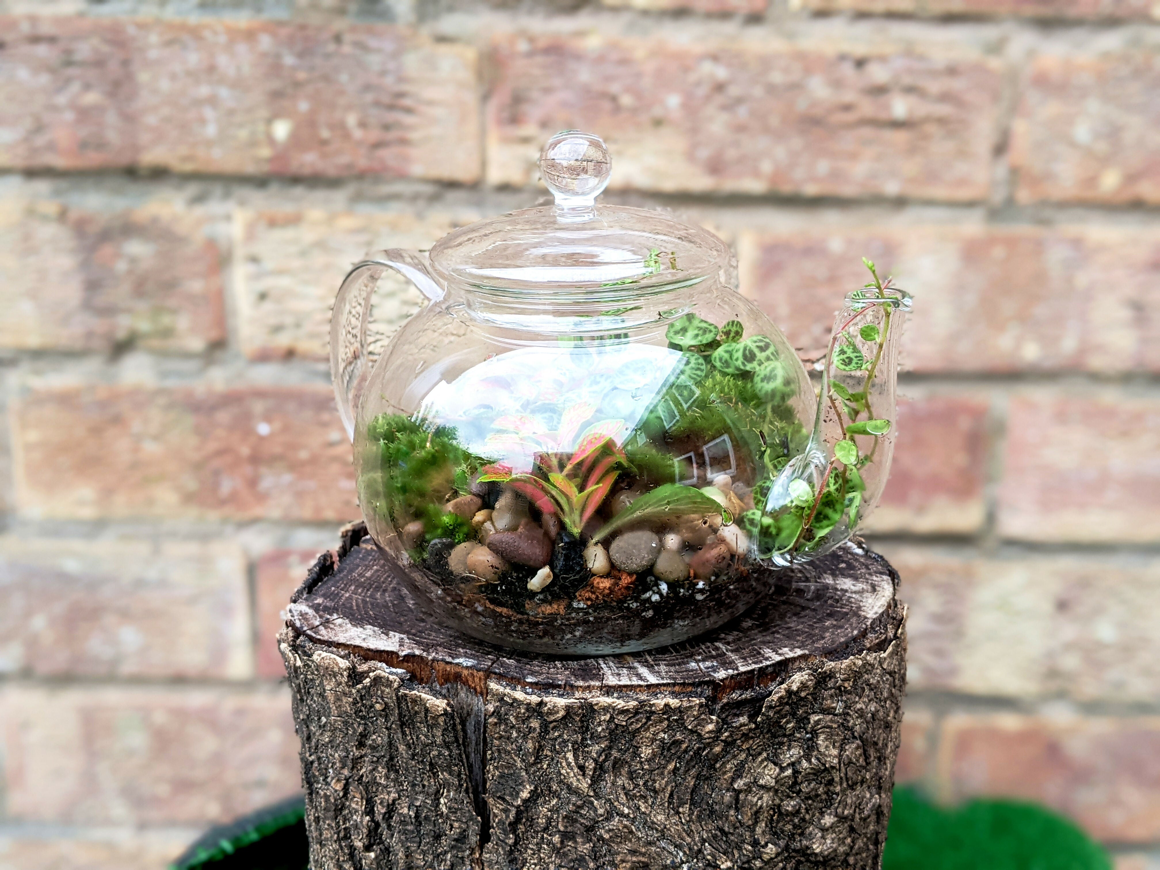 Teapot Terrarium