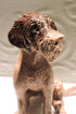 Ceramic German wirehaired pointer dog sculpture