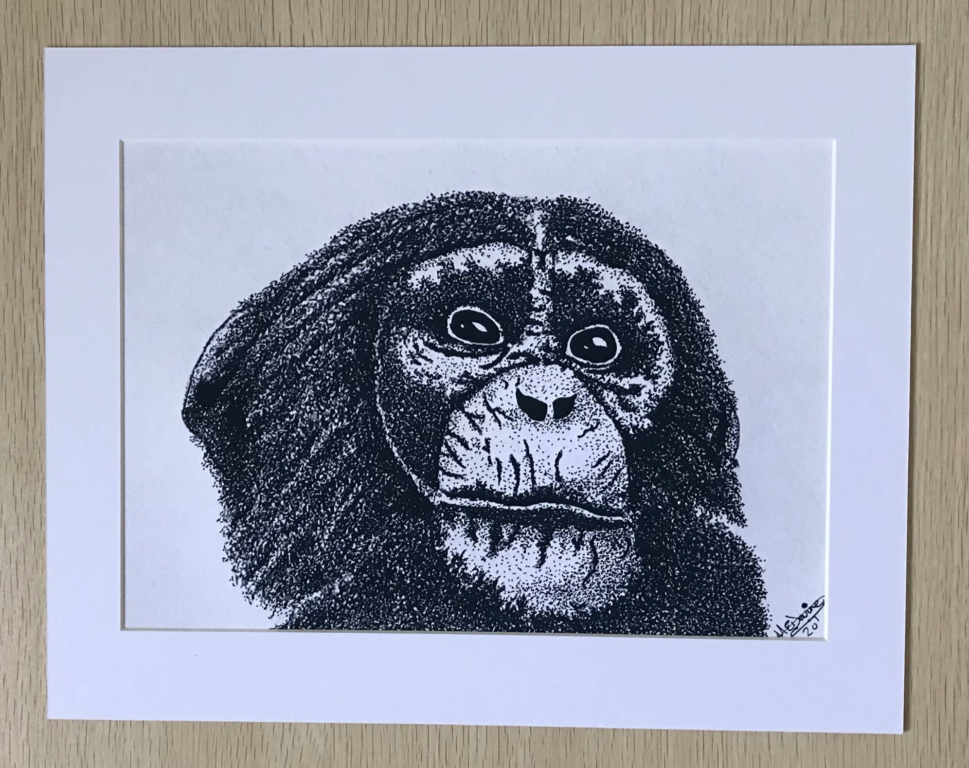 Chimpanzee