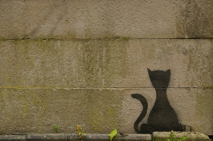 Graffiti cat - print in A4 mount