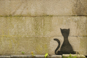 Cat graffiti - card
