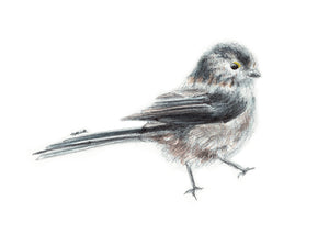 A5/A6 Long-tailed Tit Bird Art Print | Watercolour Painting & Biro-pen Drawing