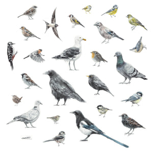 25 British Garden Birds Print (without text) | Biro-pen & Watercolour | Square