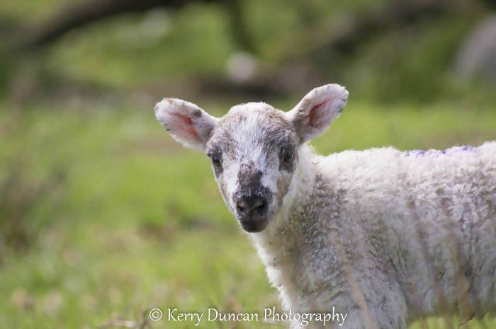 Big Ears