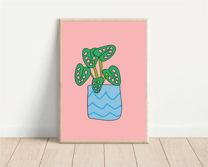 Cheese Plant in Pot A5 Size