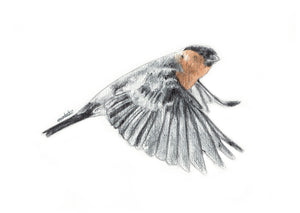 A5/A6 Bullfinch Bird Art Print | Watercolour Painting & Biro-pen Drawing