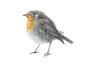 A5/A6 Robin Bird Art Print | Watercolour Painting & Biro-pen Drawing