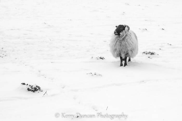 Sheep Snow - A4 mounted
