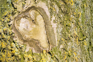 Tree love (small frame)