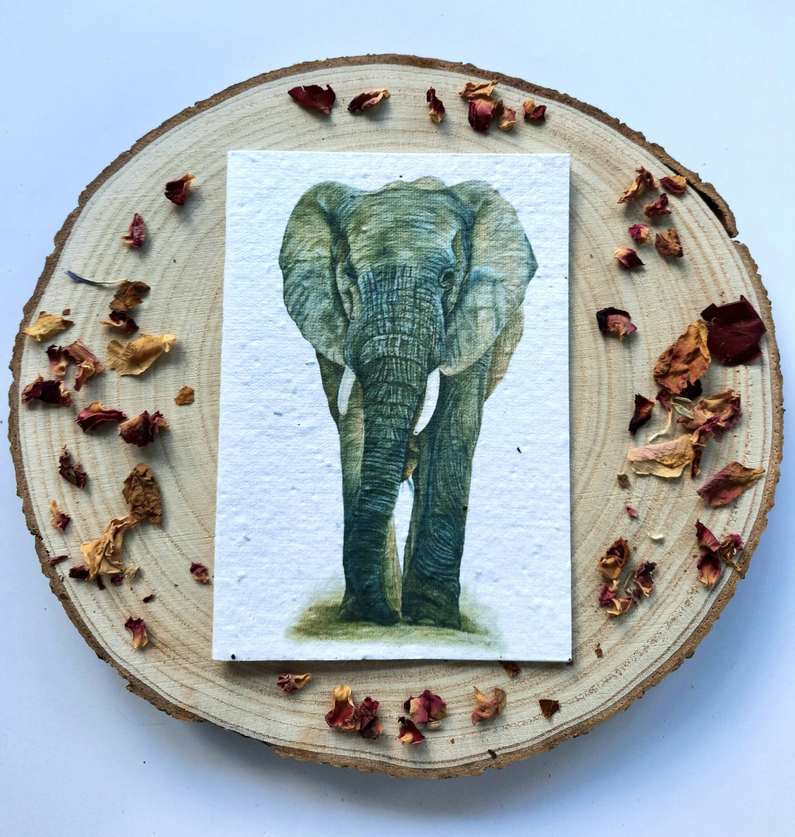 Plantable Wildflower Card - African Elephant