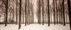 Snowy trees, Gloucestershire (panoramic frame)