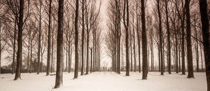 Snowy trees, Gloucestershire (panoramic frame)