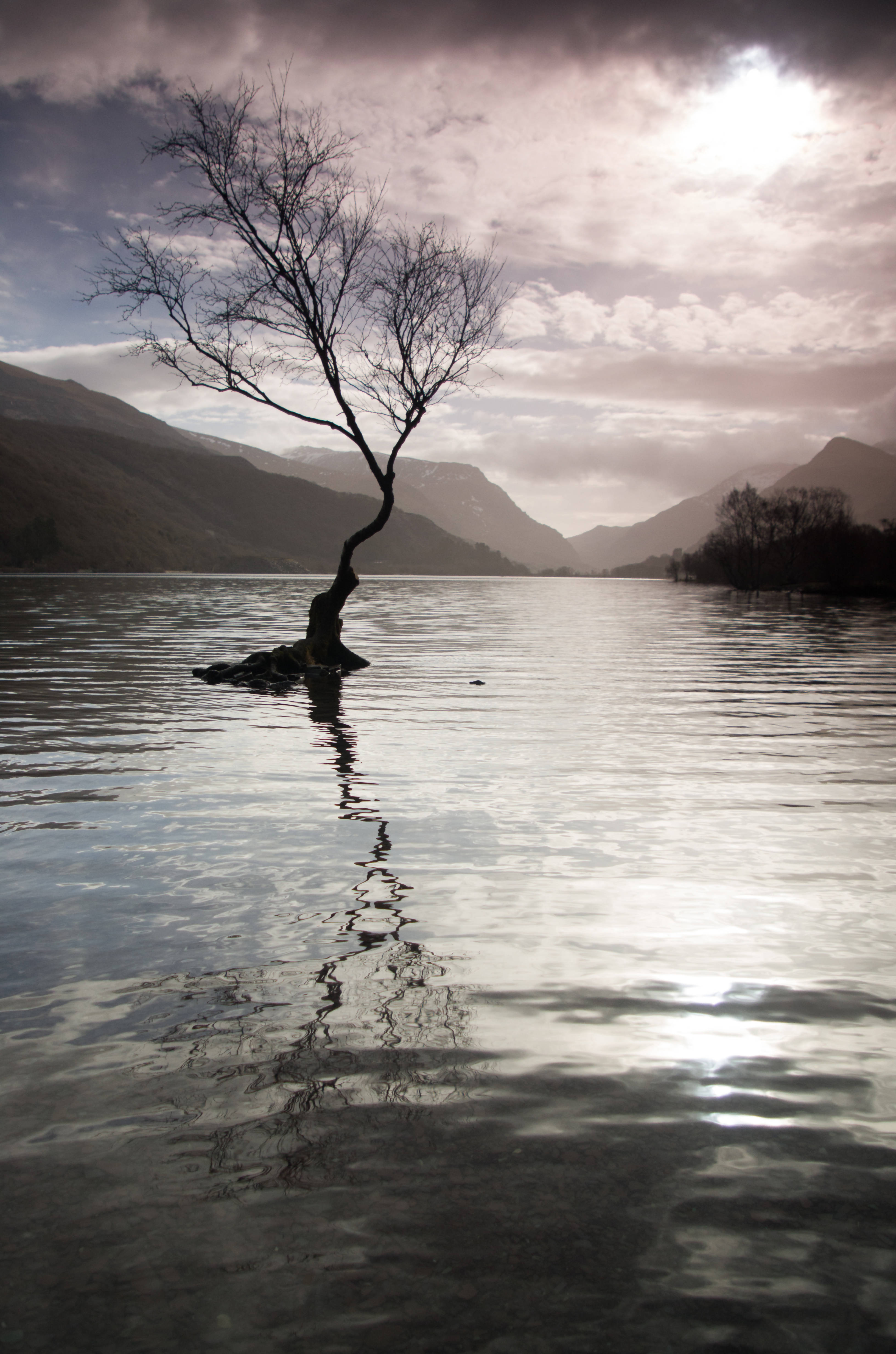 Llyn Padarn tree - card