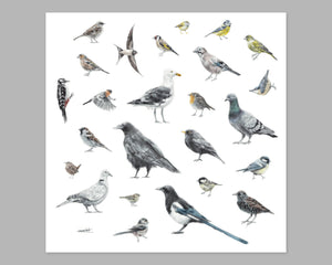 25 British Garden Birds Print (without text) | Biro-pen & Watercolour | Square