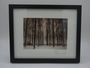 Snowy Trees (small frame)
