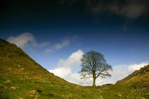 Sycamore Gap - print in A4 mount