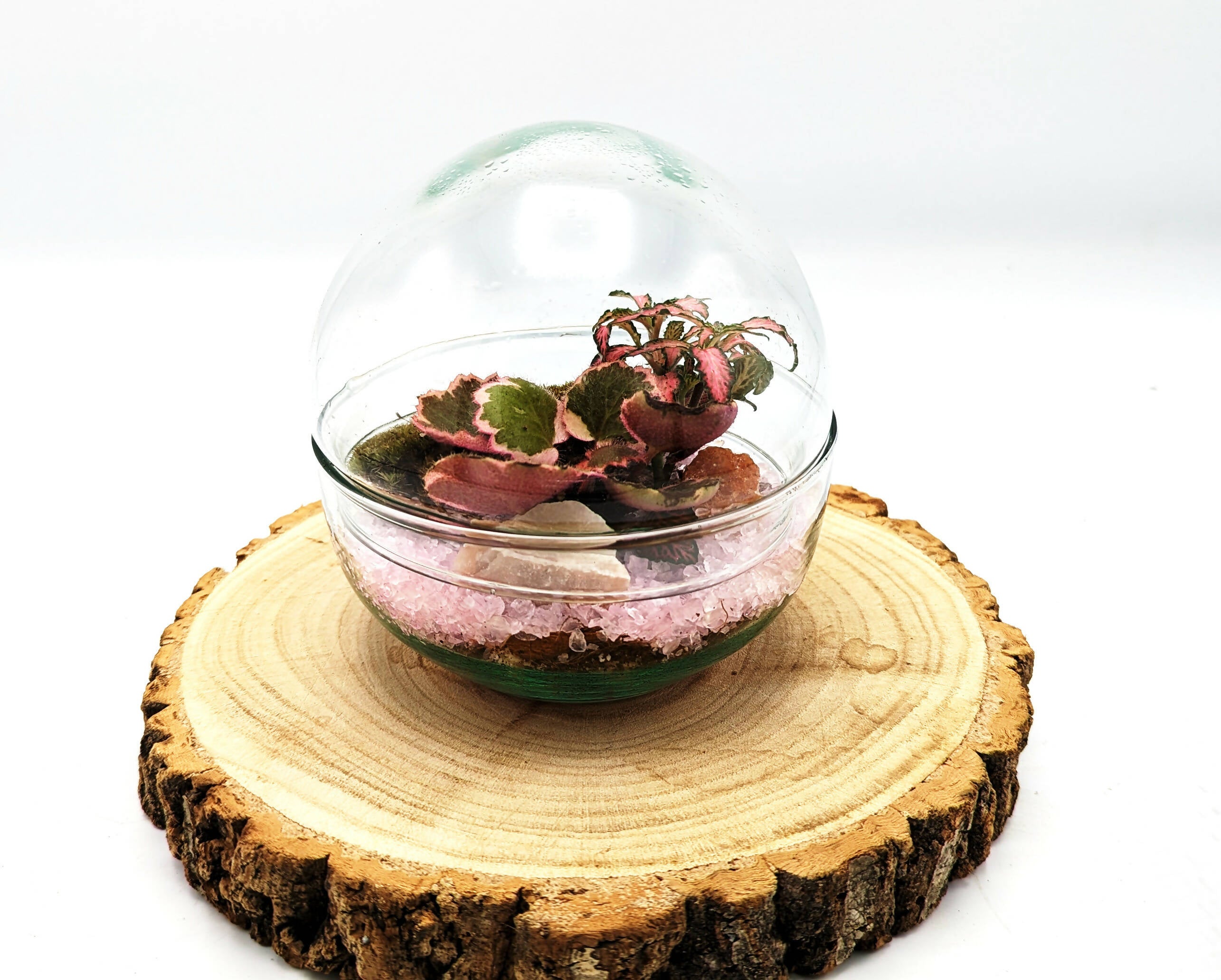 Small Egg Terrarium