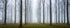 Misty Trees (wide pano frame)