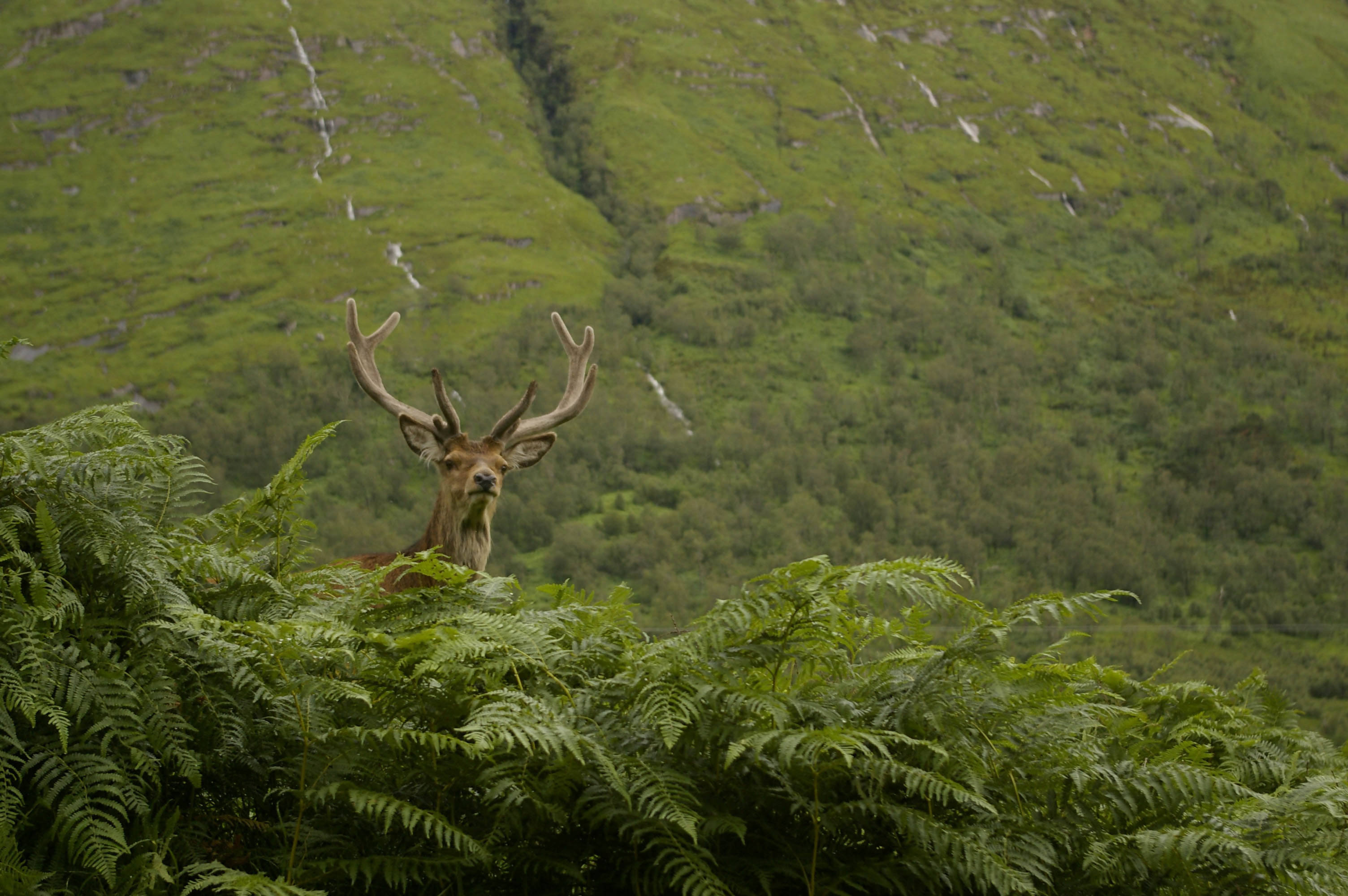 Stag, Glen Etive - card