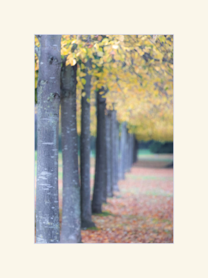 Autumn Trees Mounted Print 8"x12" (to fit 12"x16" frame)