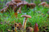 The Mushrooms Gather - Mini mount