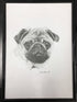 Pug - Original Drawing