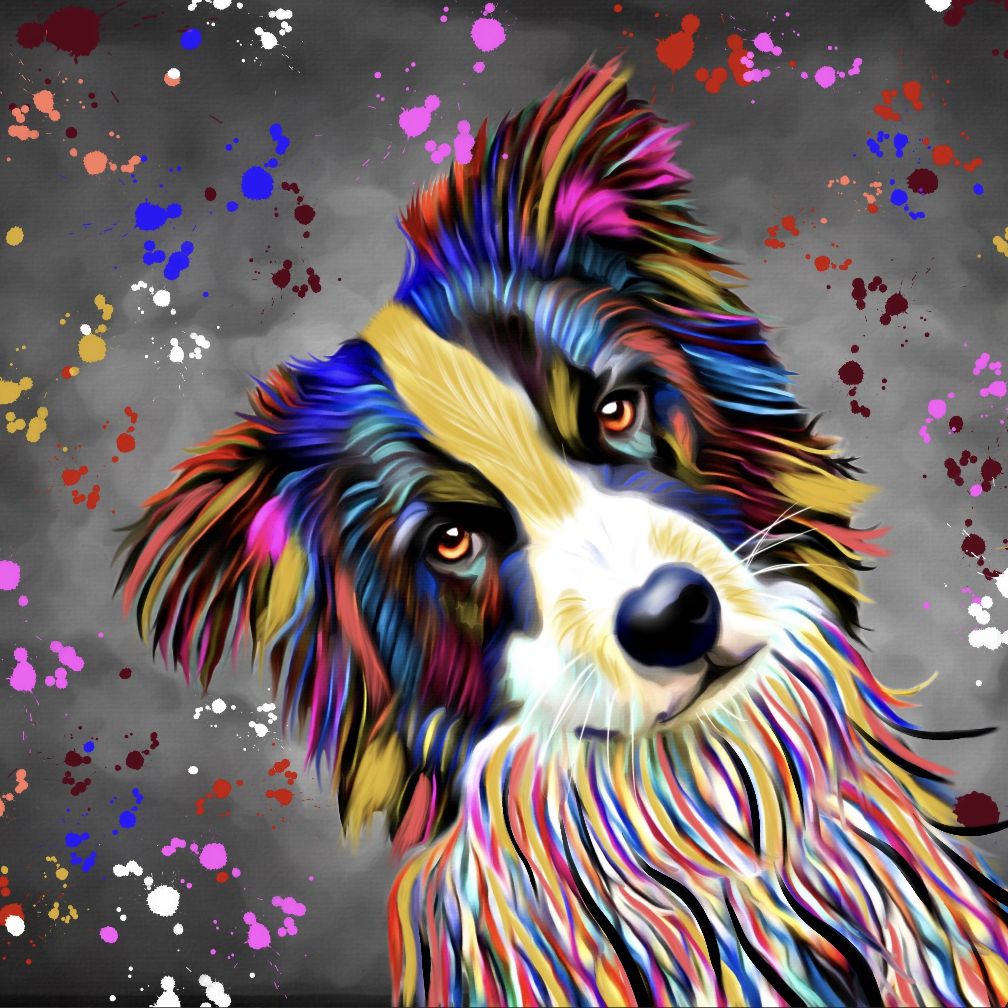 BORDER COLLIE DOG COLOUR SPLASH FRAMED ARTWORK.