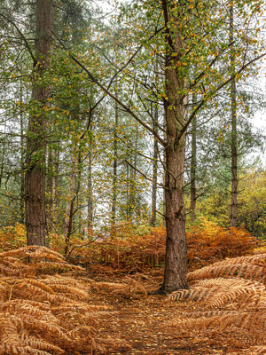 Autumn Forest Photyograph