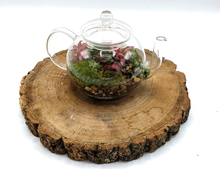 Teapot Terrarium