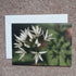 Wild garlic - card