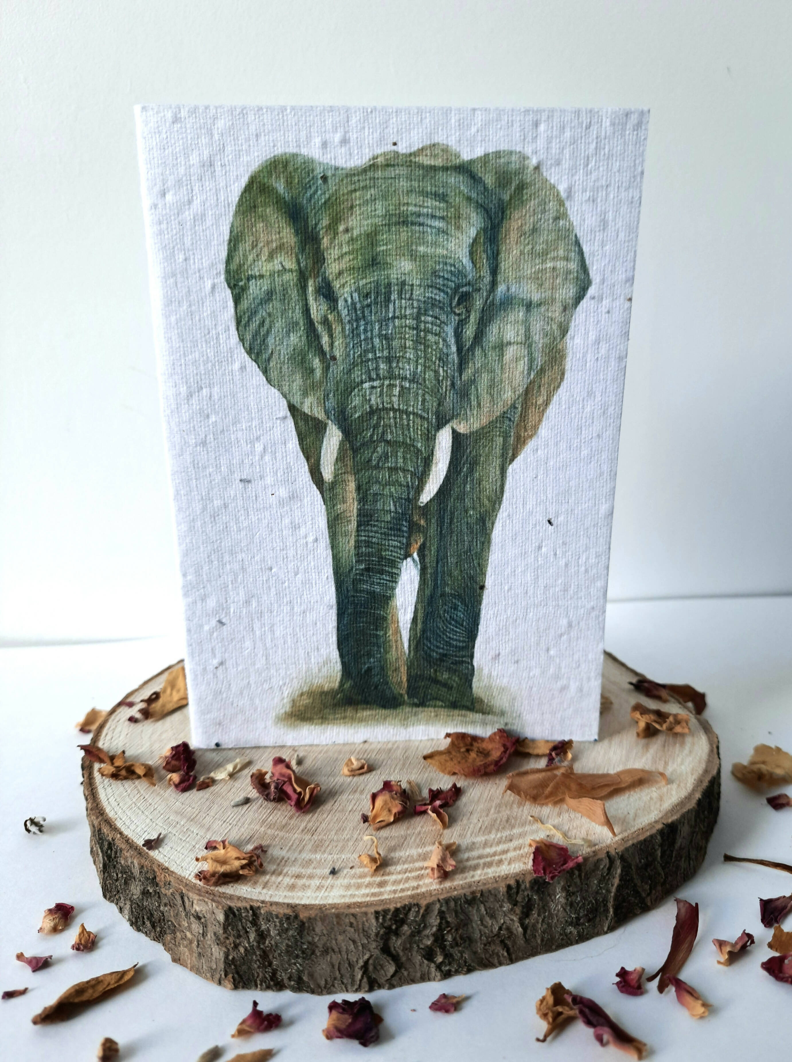 Plantable Wildflower Card - African Elephant