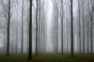 Misty trees - card