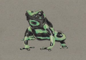 A5 Green & Black Poison Dart Frog Art Print | Graphite and Coloured Pencil Drawing on Toned Paper