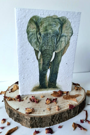 Plantable Wildflower Card - African Elephant